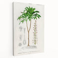 Romanticism Art: Dracaena Brasiliensis Botanical Illustration Canvas