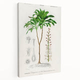 Romanticism Art: Dracaena Brasiliensis Botanical Illustration Canvas