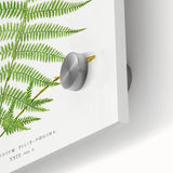 Athyrium Filix–Femina Lady Fern Print - Detailed Realism Botanical Art