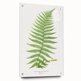 Athyrium Filix–Femina Lady Fern Print - Detailed Realism Botanical Art