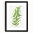 Athyrium Filix–Femina Lady Fern Print - Detailed Realism Botanical Art