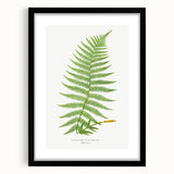 Athyrium Filix–Femina Lady Fern Print - Detailed Realism Botanical Art