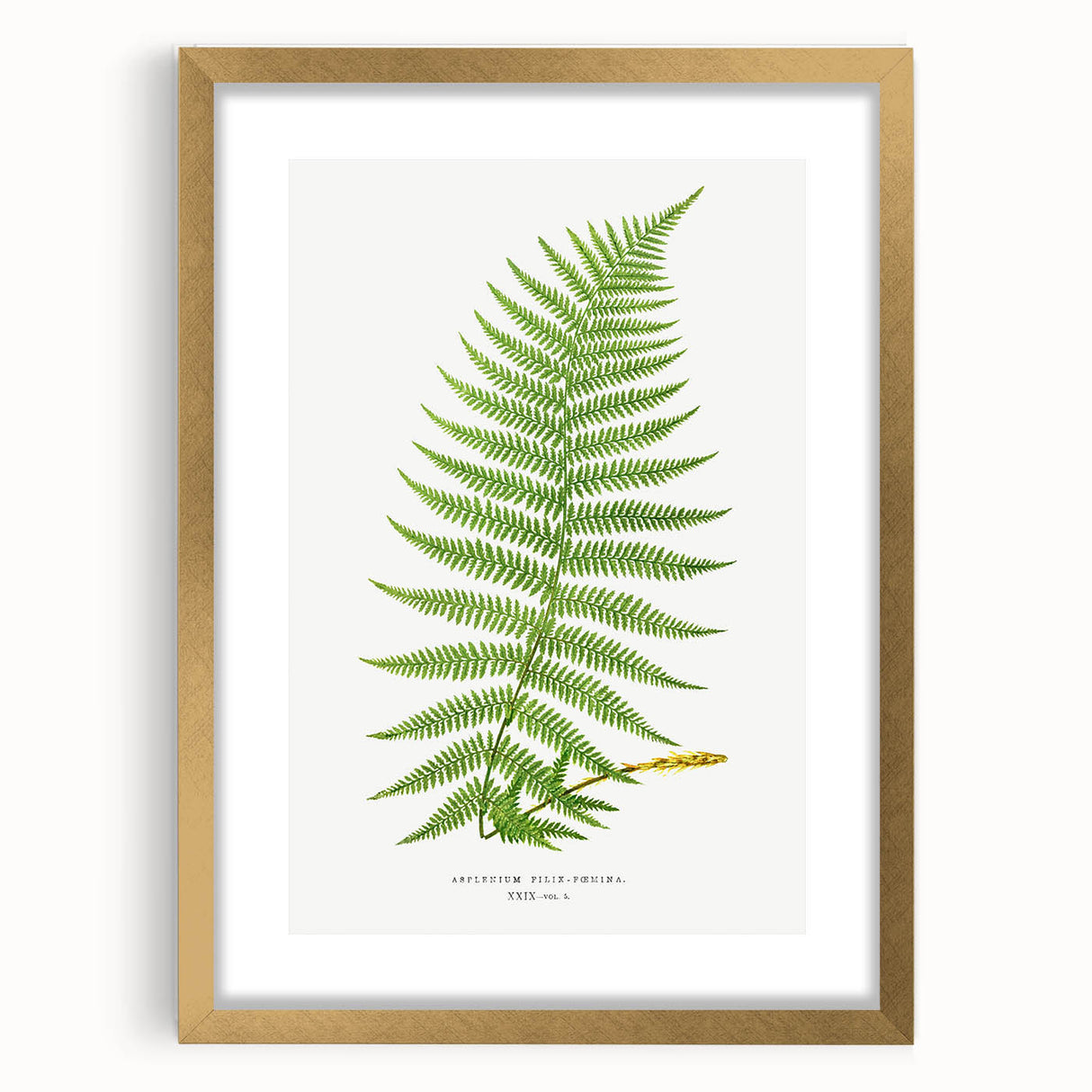 Athyrium Filix–Femina Lady Fern Print - Detailed Realism Botanical Art