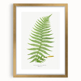Athyrium Filix–Femina Lady Fern Print - Detailed Realism Botanical Art