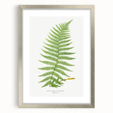 Athyrium Filix–Femina Lady Fern Print - Detailed Realism Botanical Art