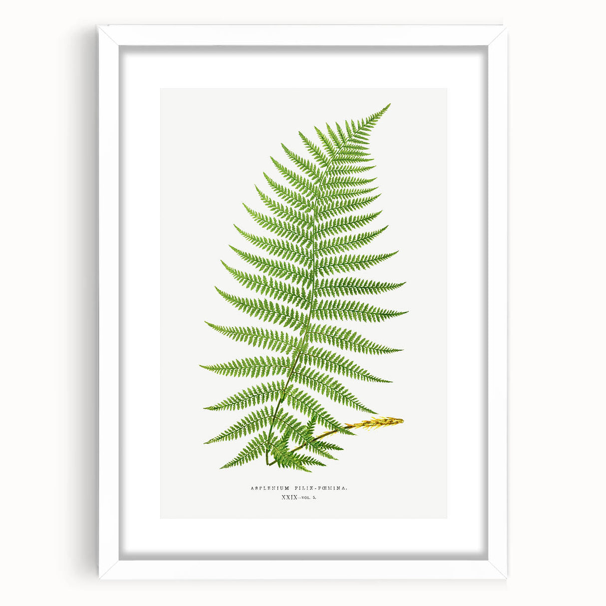 Athyrium Filix–Femina Lady Fern Print - Detailed Realism Botanical Art