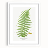 Athyrium Filix–Femina Lady Fern Print - Detailed Realism Botanical Art