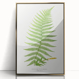 Athyrium Filix–Femina Lady Fern Print - Detailed Realism Botanical Art