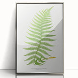 Athyrium Filix–Femina Lady Fern Print - Detailed Realism Botanical Art