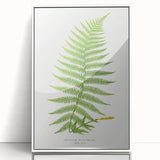 Athyrium Filix–Femina Lady Fern Print - Detailed Realism Botanical Art