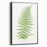 Athyrium Filix–Femina Lady Fern Print - Detailed Realism Botanical Art