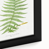 Athyrium Filix–Femina Lady Fern Print - Detailed Realism Botanical Art