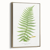 Athyrium Filix–Femina Lady Fern Print - Detailed Realism Botanical Art