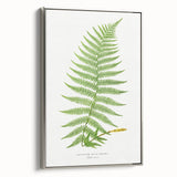 Athyrium Filix–Femina Lady Fern Print - Detailed Realism Botanical Art
