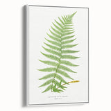Athyrium Filix–Femina Lady Fern Print - Detailed Realism Botanical Art