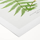 Athyrium Filix–Femina Lady Fern Print - Detailed Realism Botanical Art