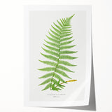 Athyrium Filix–Femina Lady Fern Print - Detailed Realism Botanical Art