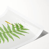 Athyrium Filix–Femina Lady Fern Print - Detailed Realism Botanical Art