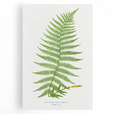 Athyrium Filix–Femina Lady Fern Print - Detailed Realism Botanical Art