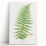 Athyrium Filix–Femina Lady Fern Print - Detailed Realism Botanical Art