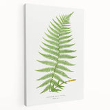 Athyrium Filix–Femina Lady Fern Print - Detailed Realism Botanical Art