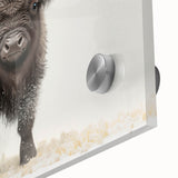 Adorable Baby Bison Wall Art - Perfect for Kids Room Decor