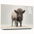 Adorable Baby Bison Wall Art - Perfect for Kids Room Decor