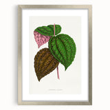 Romanticism Art: Bertolonia Guttata Botanical Illustration Canvas