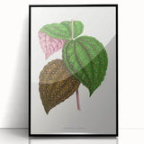 Romanticism Art: Bertolonia Guttata Botanical Illustration Canvas