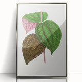 Romanticism Art: Bertolonia Guttata Botanical Illustration Canvas