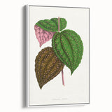 Romanticism Art: Bertolonia Guttata Botanical Illustration Canvas