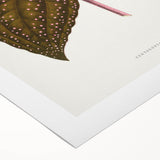 Romanticism Art: Bertolonia Guttata Botanical Illustration Canvas