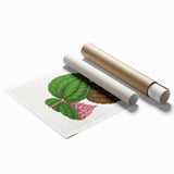 Romanticism Art: Bertolonia Guttata Botanical Illustration Canvas