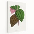 Romanticism Art: Bertolonia Guttata Botanical Illustration Canvas