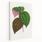 Romanticism Art: Bertolonia Guttata Botanical Illustration Canvas
