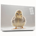Adorable Baby Chick Wall Art - Perfect for Kids Room Decor