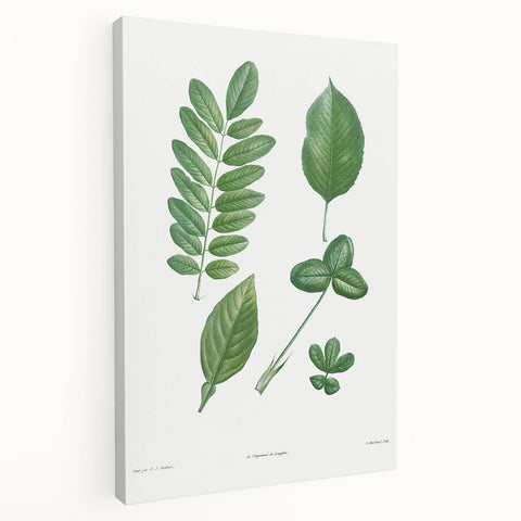 Neoclassical Botanical Art Print - Tree Leaf Set by Redouté