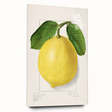 Large abstract wall art featuring assorted fruits in vibrant colors on acrylic glass, ideal for bedroom or dining room decor.