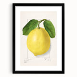 Extra large abstract art print featuring colorful, textured depiction of fruits, framed with a black mat.