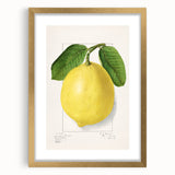 Extra large wall art featuring abstract art prints of fruits in textured style, framed in gold, ideal for living room decor.