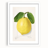 Abstract art print featuring an assortment of fruits in vibrant colors on a white framed mat, suitable for dining room decor.