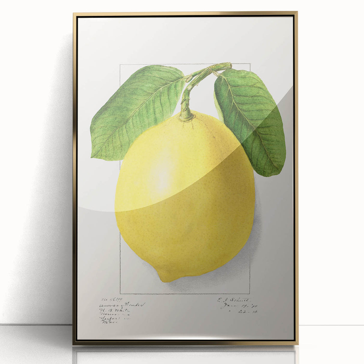 Large art print of assorted fruits in a mid-century modernist style on a gold-framed acrylic.