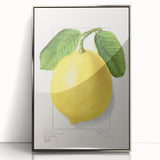 Mid-century modernist art featuring assorted fruits in vivid colors on a silver-framed acrylic print.