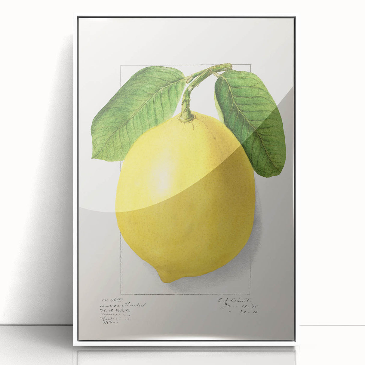 Acrylic print of colorful assorted fruits on white background, in art deco style, suitable for modern kitchen decor.
