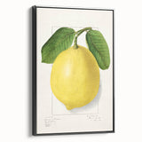 Black and white vintage poster art of assorted fruits on framed canvas, ideal for bedroom wall decor.
