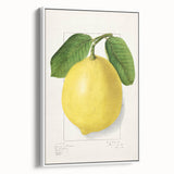 Vintage poster art of colorful fruits on a white framed canvas, ideal for extra large living room decor.