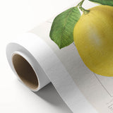 Art deco poster featuring assorted colorful fruits on a rolled canvas, suitable for nursery wall art or dining room decor.