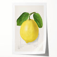 Rolled canvas print of assorted fruits in vibrant colors, ideal for art wall dining room.