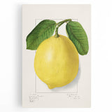 Black and white stretched canvas featuring an array of sketched fruits, ideal for kitchen wall art.