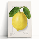 Black and white stretched canvas featuring an assortment of fruits, ideal for kitchen wall art.